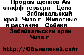 Продам щенков Ам.стафф.терьера › Цена ­ 10 000 - Забайкальский край, Чита г. Животные и растения » Собаки   . Забайкальский край,Чита г.